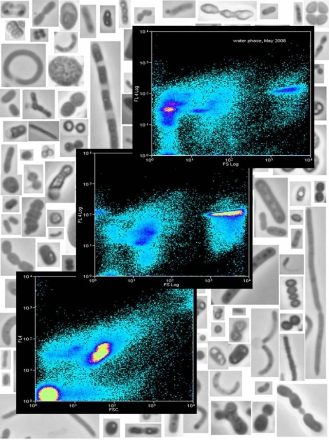 Flow-Cytometrie